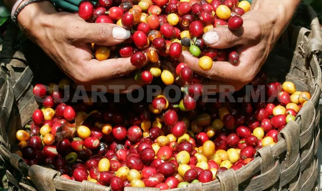 México ya importa café