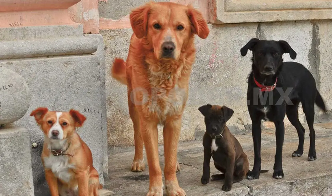 Con este foro se busca concientizar a la población sobre el cuidado de los animales y las mascotas. Cortesía