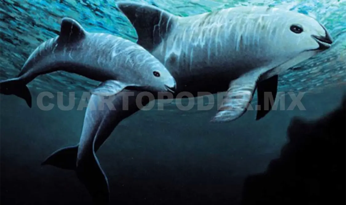 Destaca EPN acciones a favor de la vaquita marina