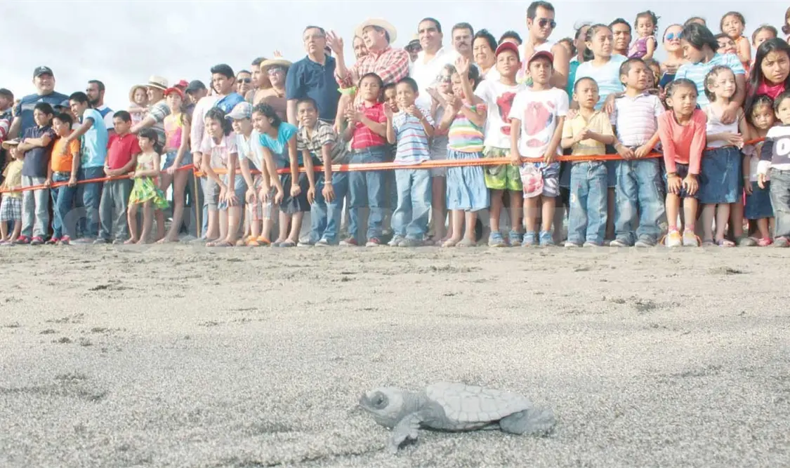 Festival de la Tortuga Marina