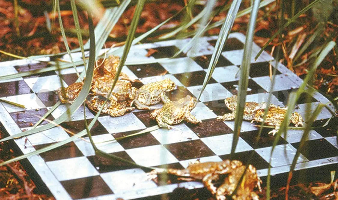 Conquista de Rochade, de Luthar Baumgarten, 1971