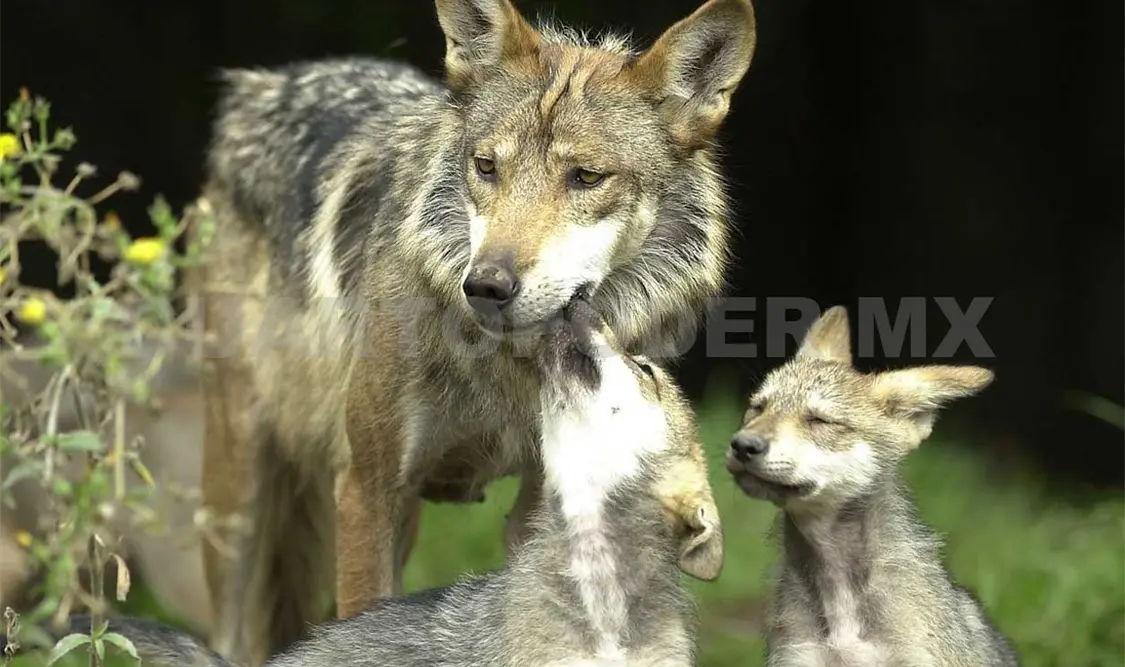 Hay en el país casi 250 lobos mexicanos