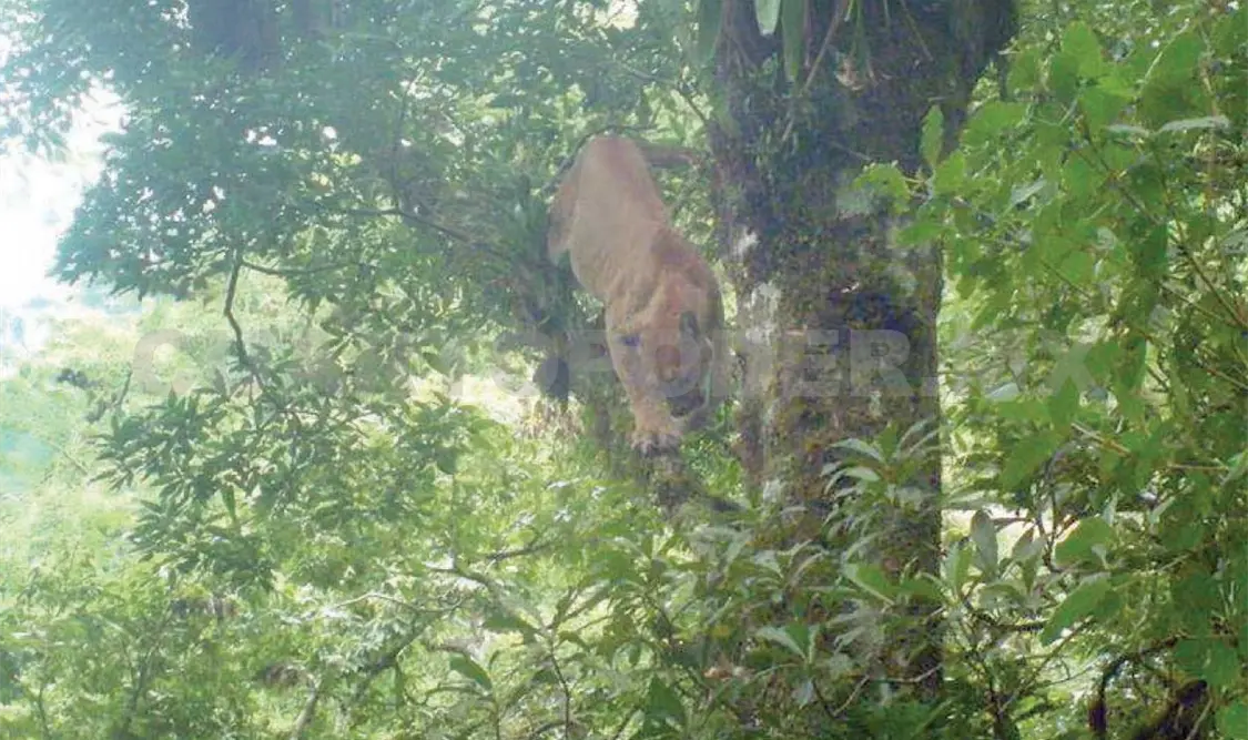 Avistan puma en La Sepultura