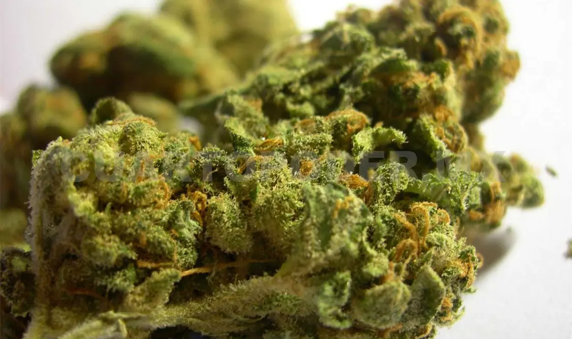 Fijan postura sobre el caso marihuana