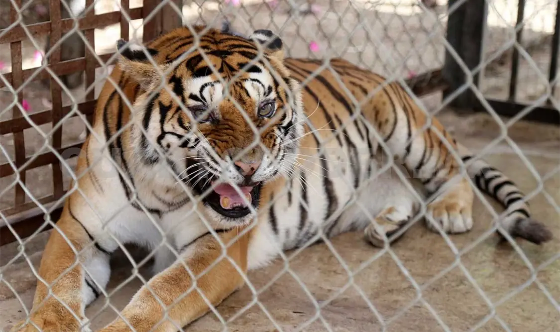 El médico veterinario zootecnista comentó que ambos animales llegaron en pésimas condiciones. NTX