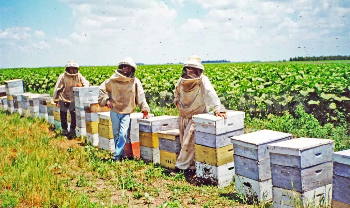 Chiapanecos suman amparo a fallo contra la soya transgénica