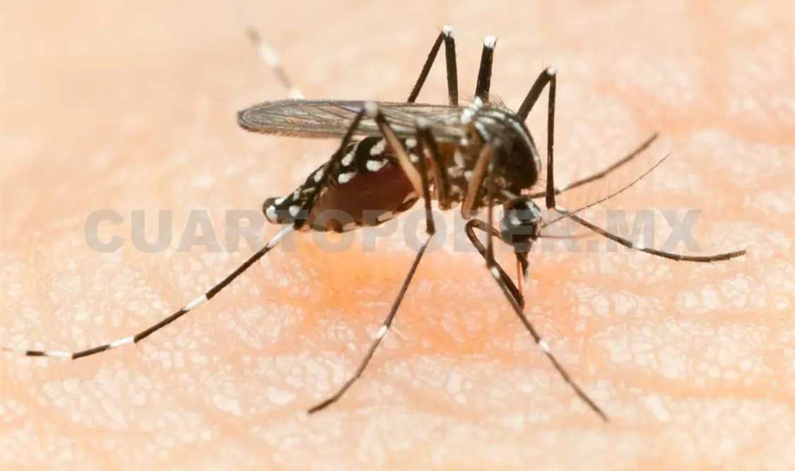 México sin zika y Chiapas en alerta