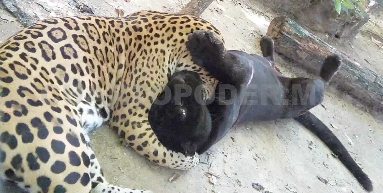 Jaguares retozando