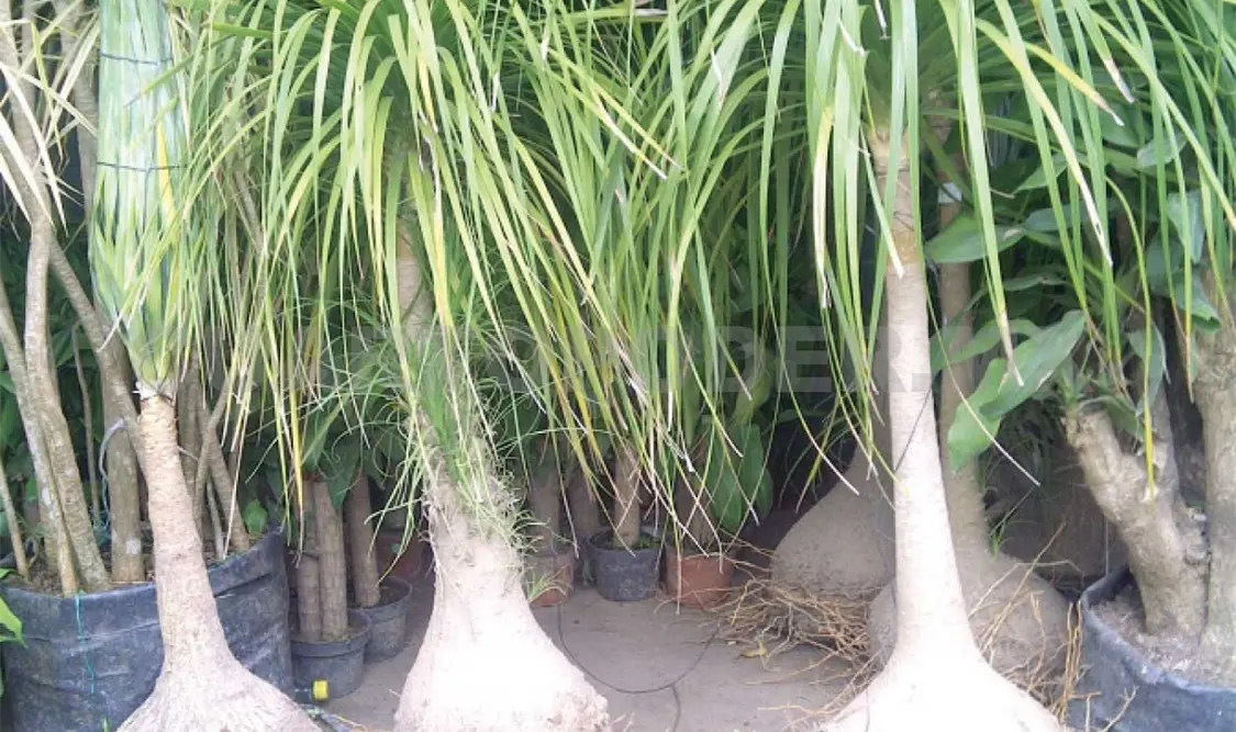 Chiapas tiene banco de semillas con 3 mil productos