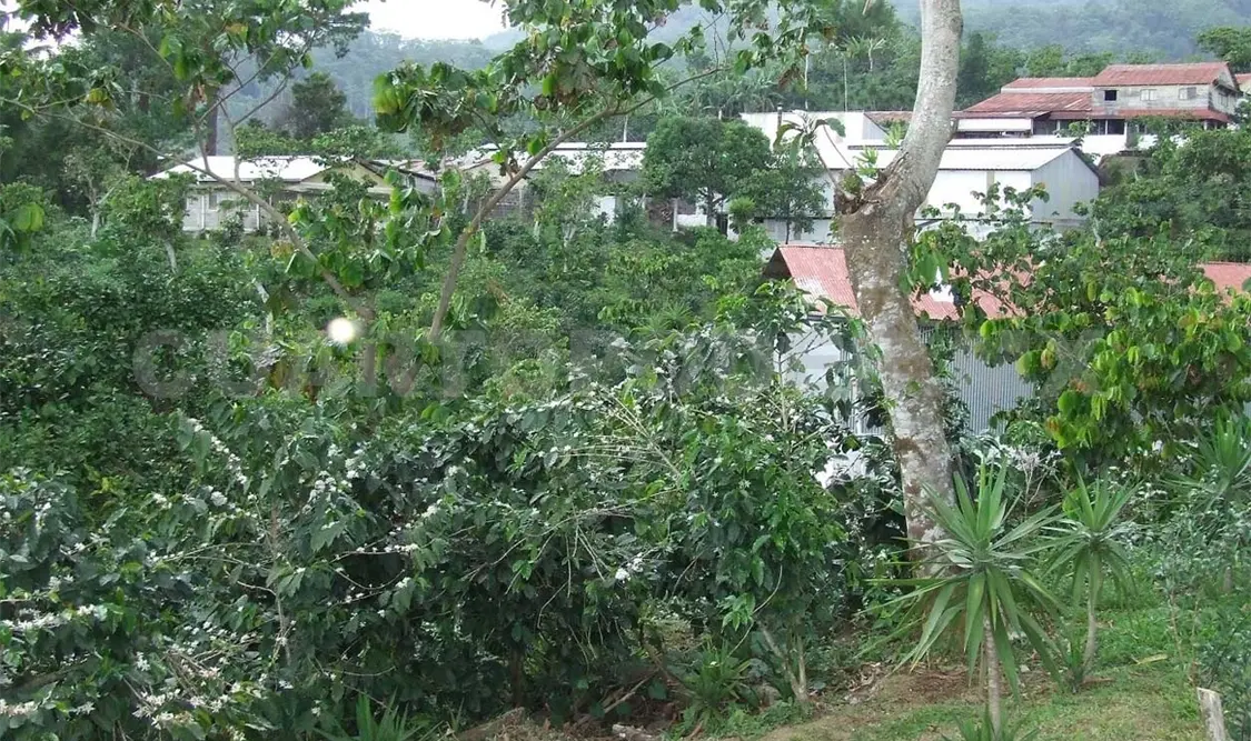 Rescatan a migrantes explotados laboralmente