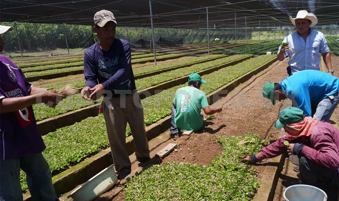 Los productores locales no cuentan con la suficiente cobertura para la producción. CP
