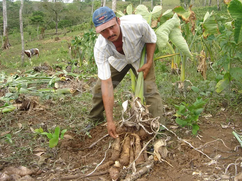 De los 60 mil destinatarios de financiamiento registrados por FIRA, 27 mil son productores agropecuarios * CP.