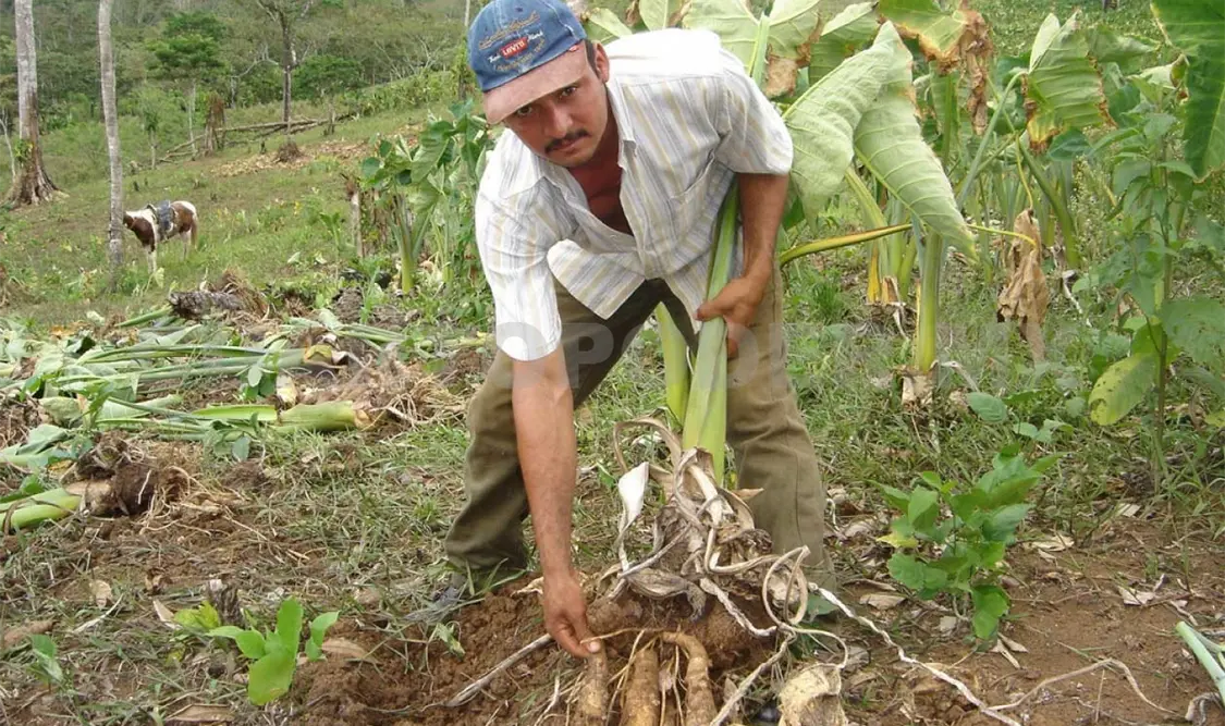 Aprovechan chiapanecos 4 mil mdp para el campo