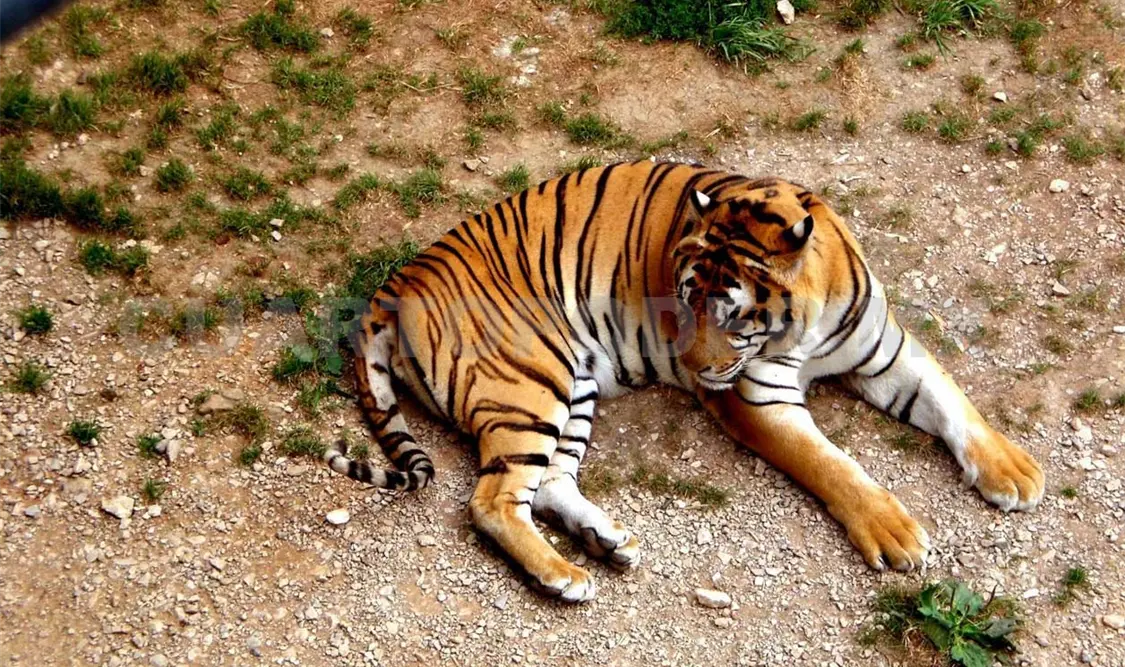 Fuerza aérea, en busca de tigre Ankor
