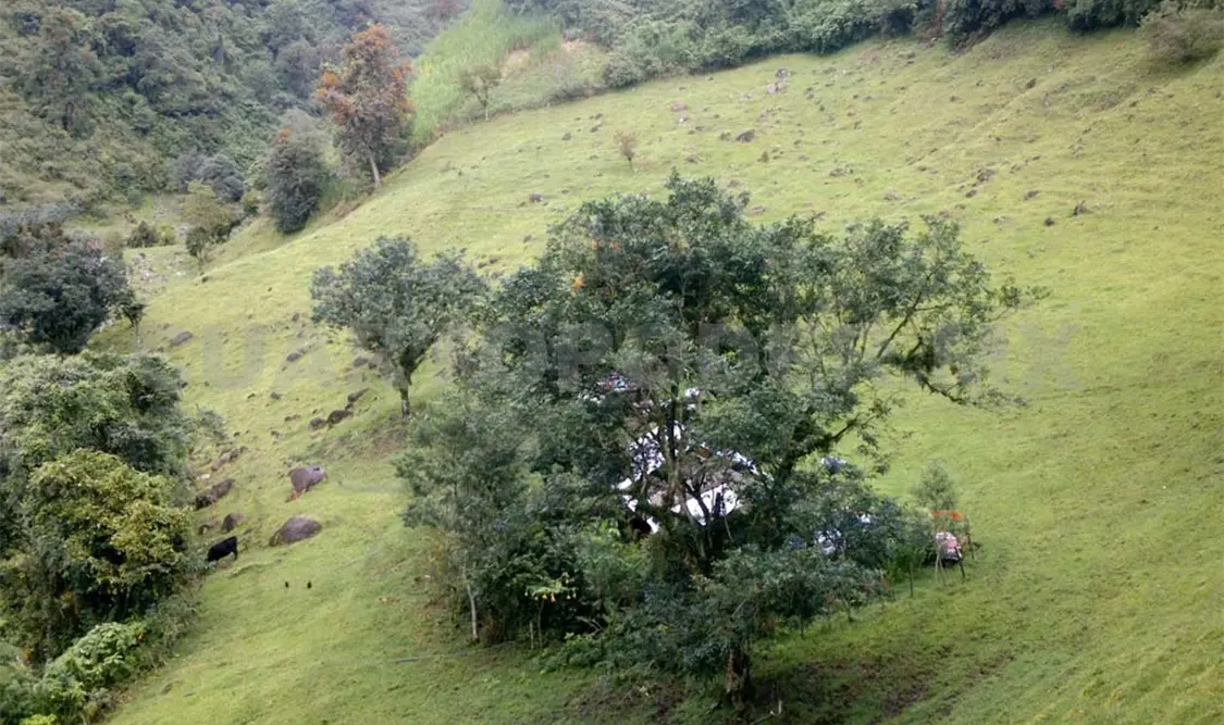 En la Reserva de la Biosfera El Triunfo, se encuentra el último remanente de Bosque de Niebla del país. CP