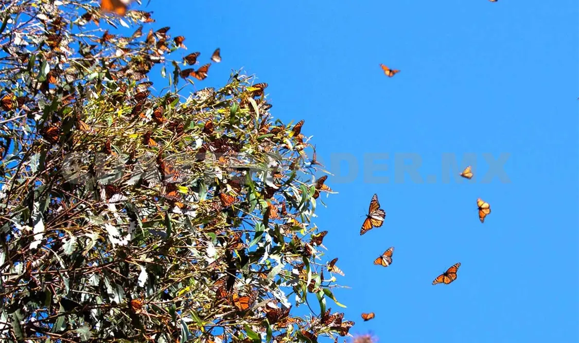 El objetivo es preservar a la mariposa monarca. Agencias