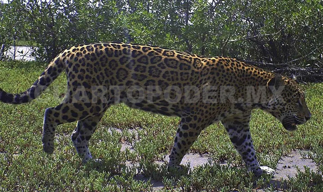 Se registró a través de las cámaras trampa, la presencia de un ejemplar macho de jaguar. Cortesía