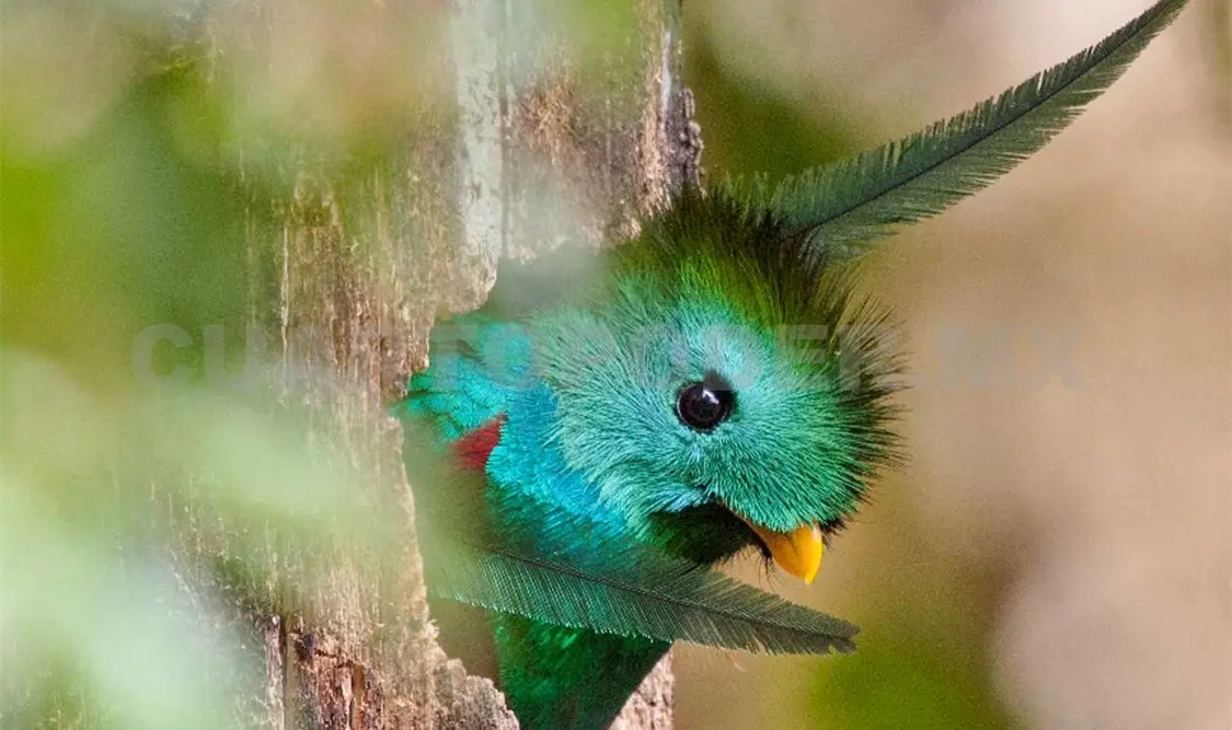 El quetzal es un ave que puede ser visible en la reserva.