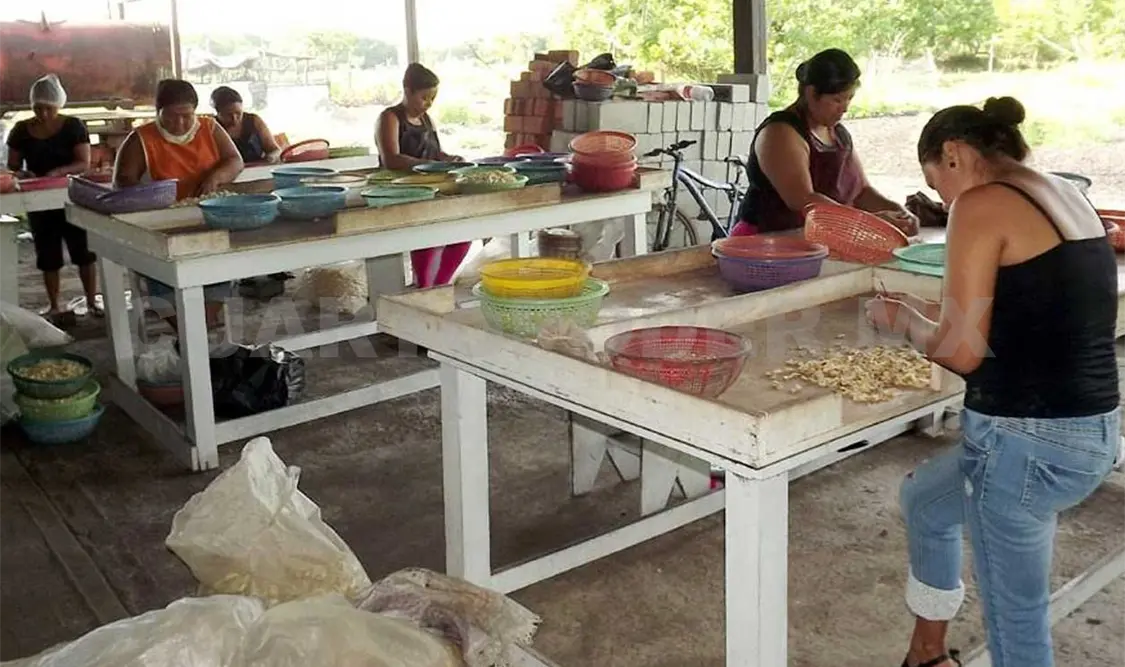 Más de 700 productores realizarán trabajos de campo para hacer rentable esta actividad. CP