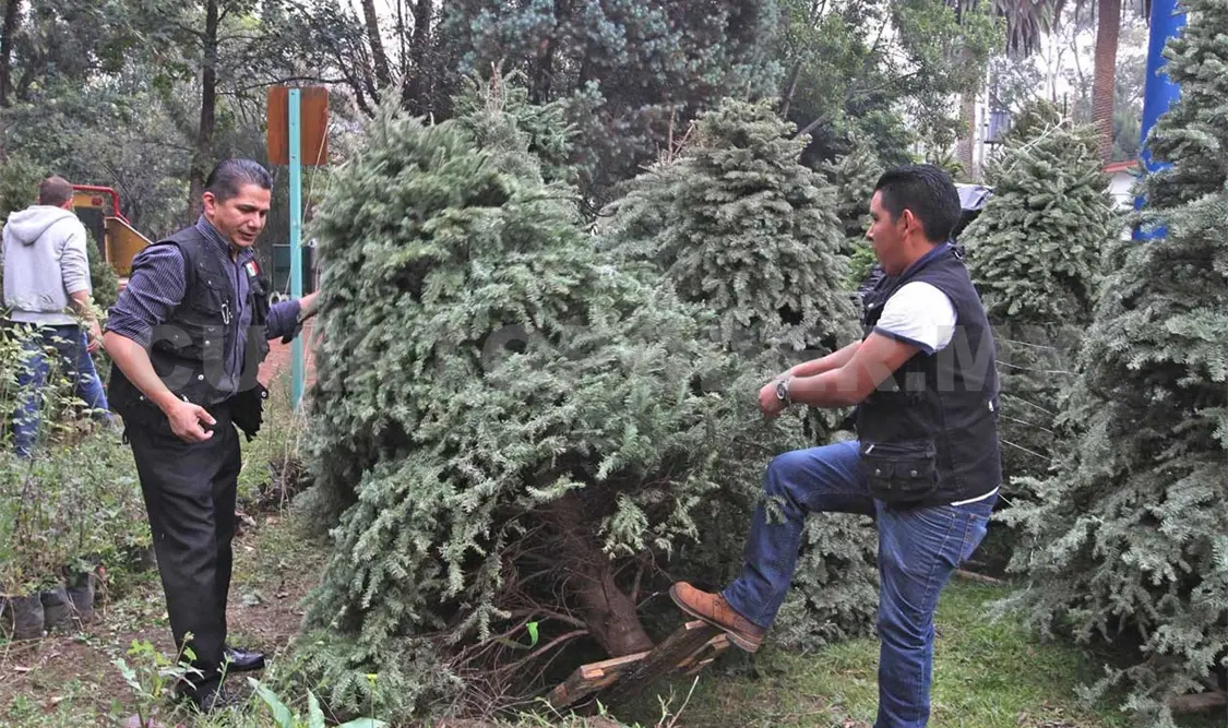 Tras detectarse la presencia de los insectos, los 3 embarques fueron retenidos. Agencias
