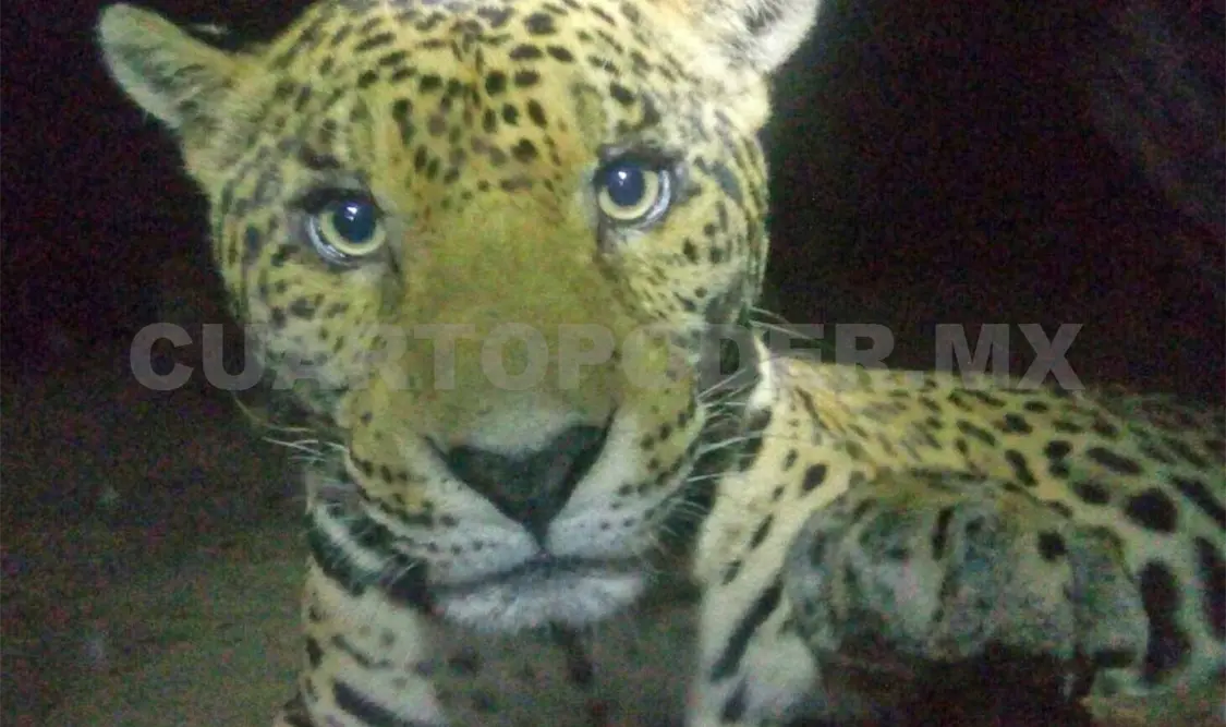 Aluxes condena violencia con peculiar imagen