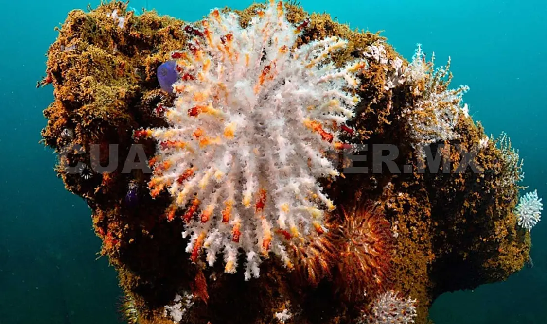 La isla de la Roqueta es el lugar ideal para realizar el jardín artificial de coral. NTX