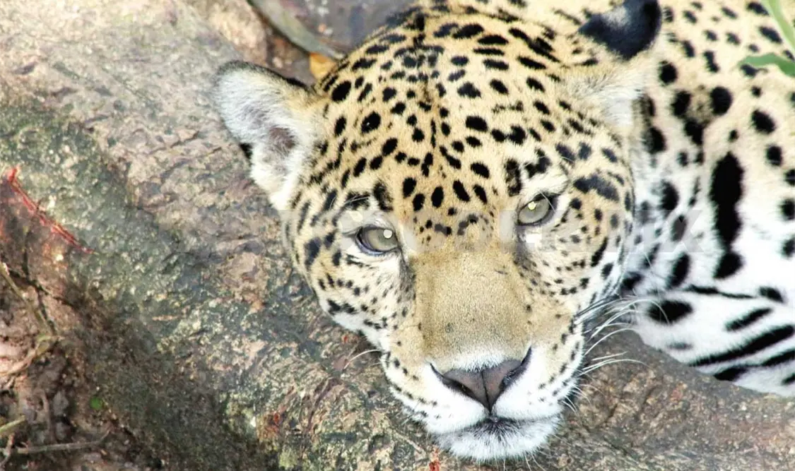 Calculan número de jaguares en absoluta libertad