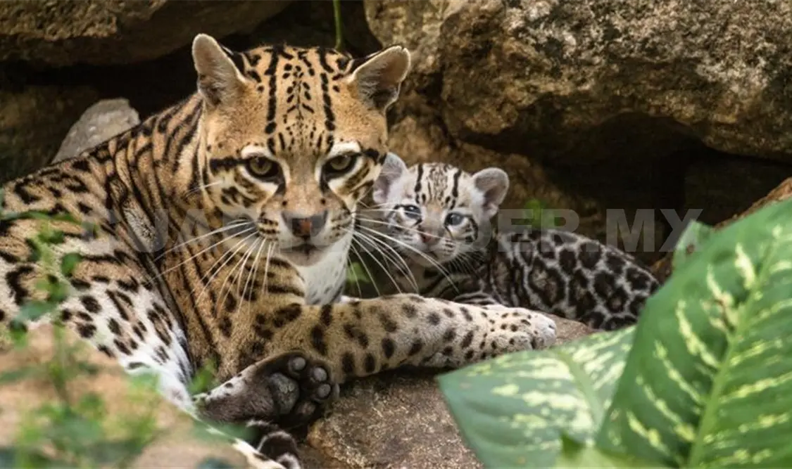 La reproducción de especies en cautiverio alienta la esperanza de poder evitar su extinción. CP