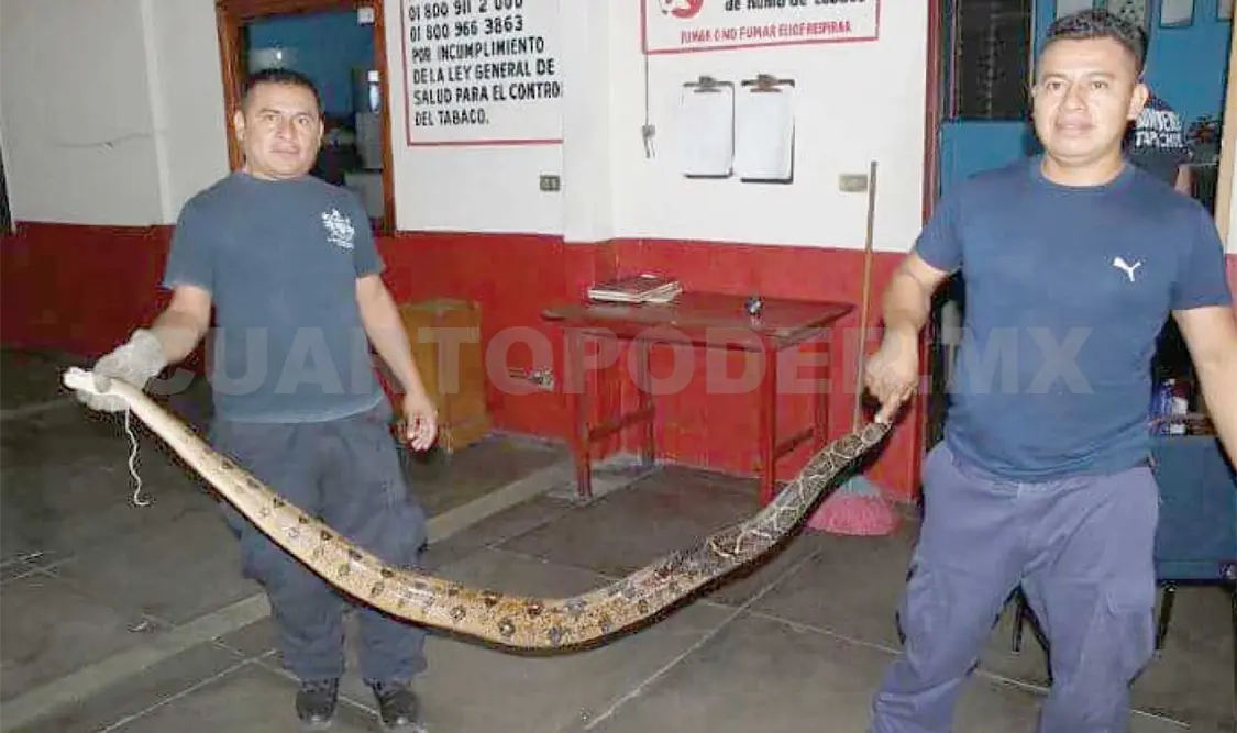 Aumenta captura de boas constrictor