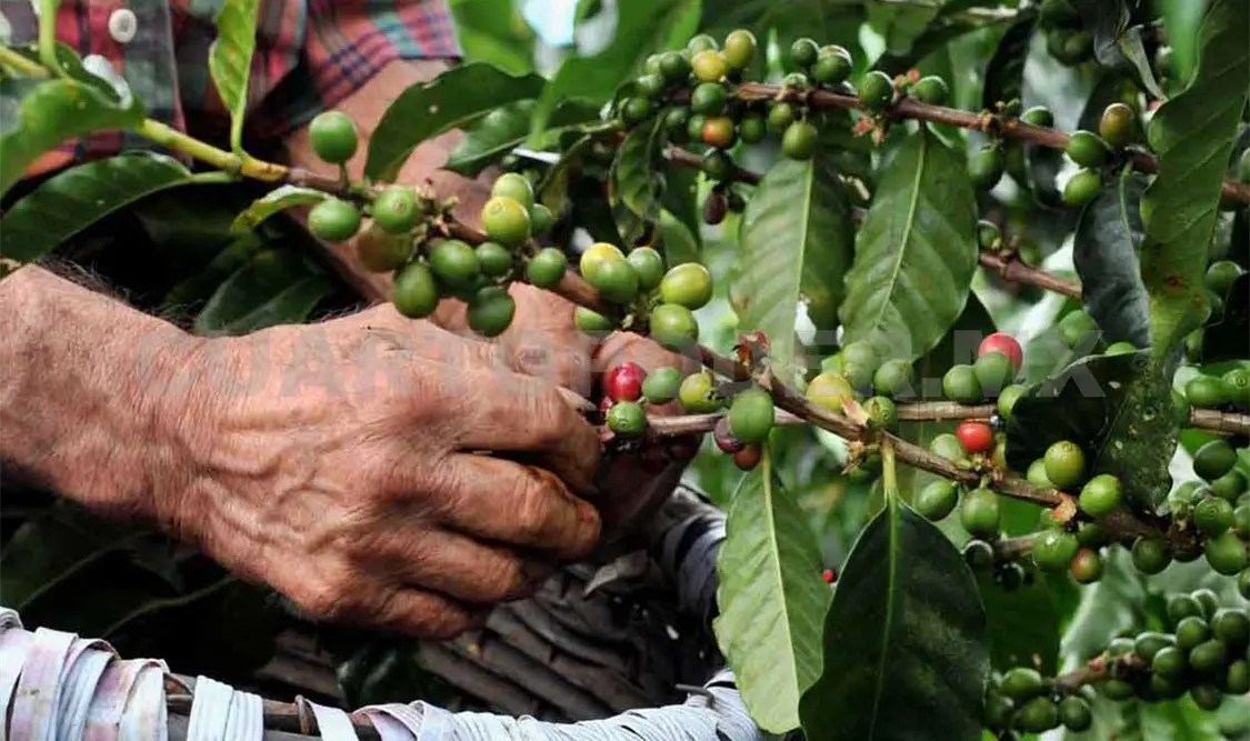 Cafeticultores preocupados por bajas en producción