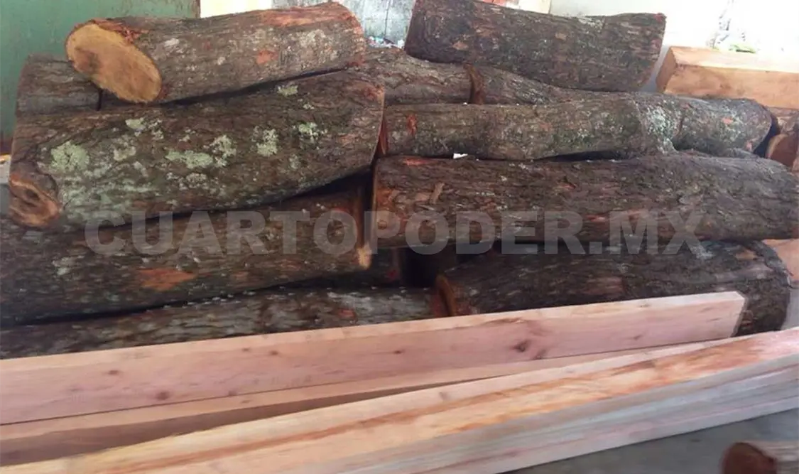 El 70% de la madera en México, ilegal