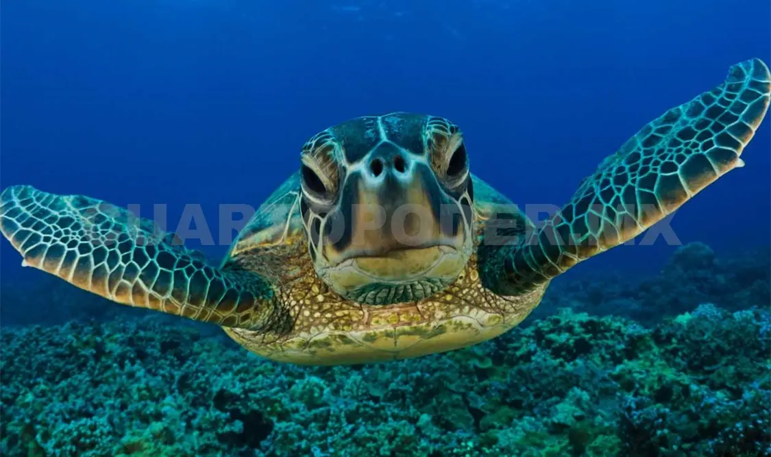 Actualmente la captura de la tortuga caguama está prohibida y se le considera una especie protegida. Agencias
