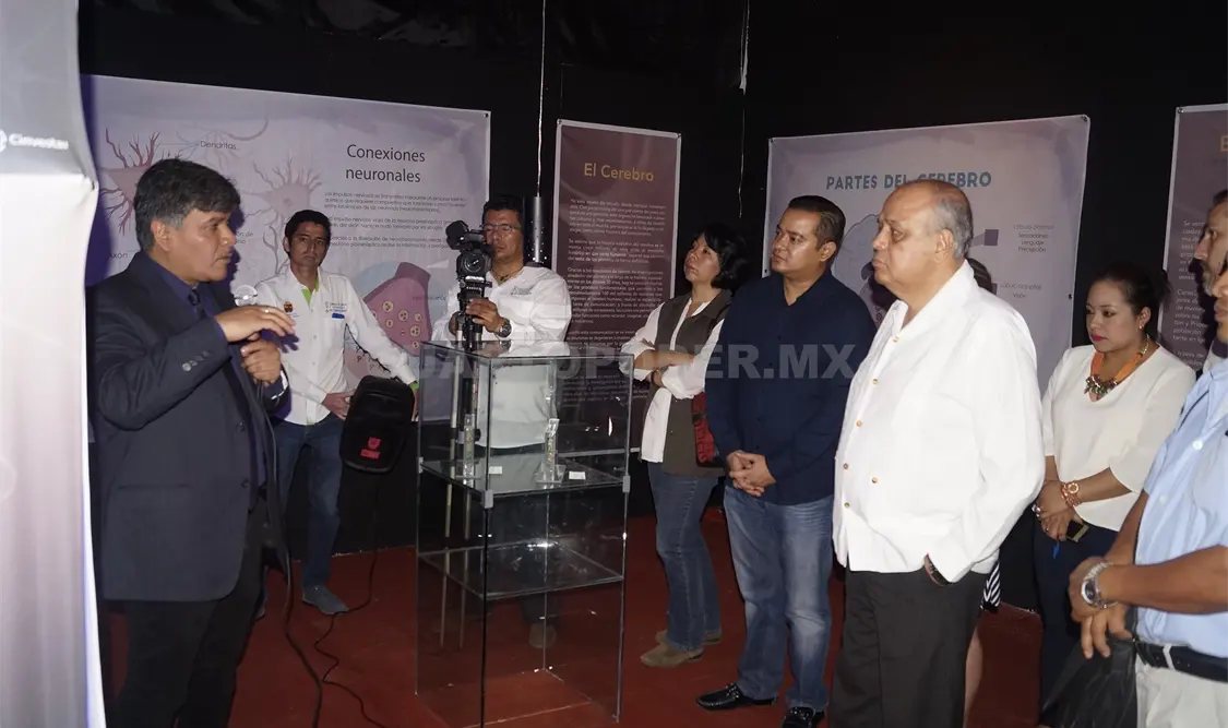 La exposición muestra modelos cerebrales sanos y con padecimientos. CP.