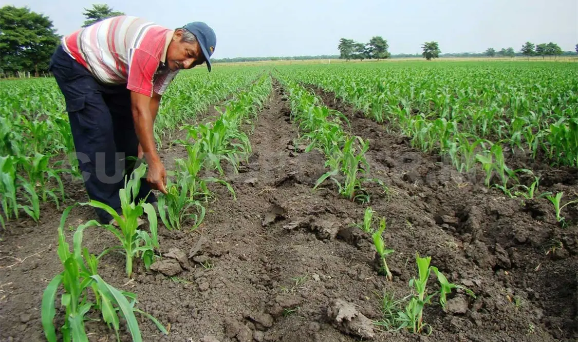 Gobierno pagará 9 mmdp a productores