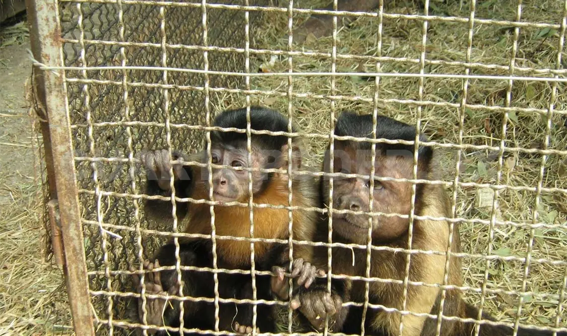 Alertan sobre tráfico de animales