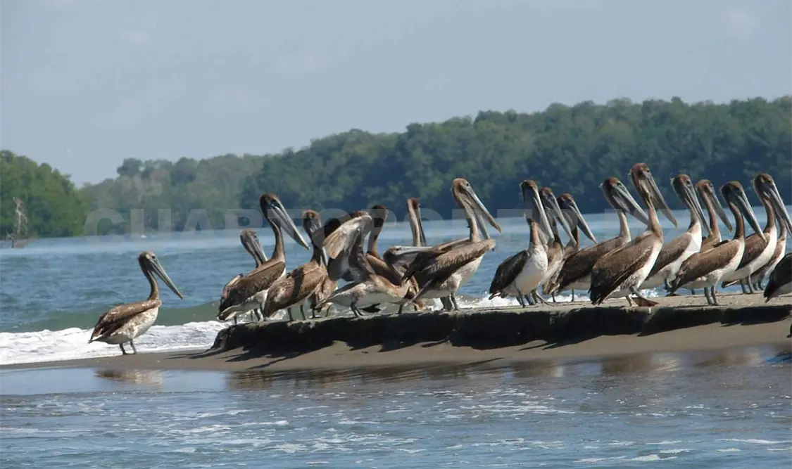 Inauguran Sexto Festival de Aves Martinica 2015