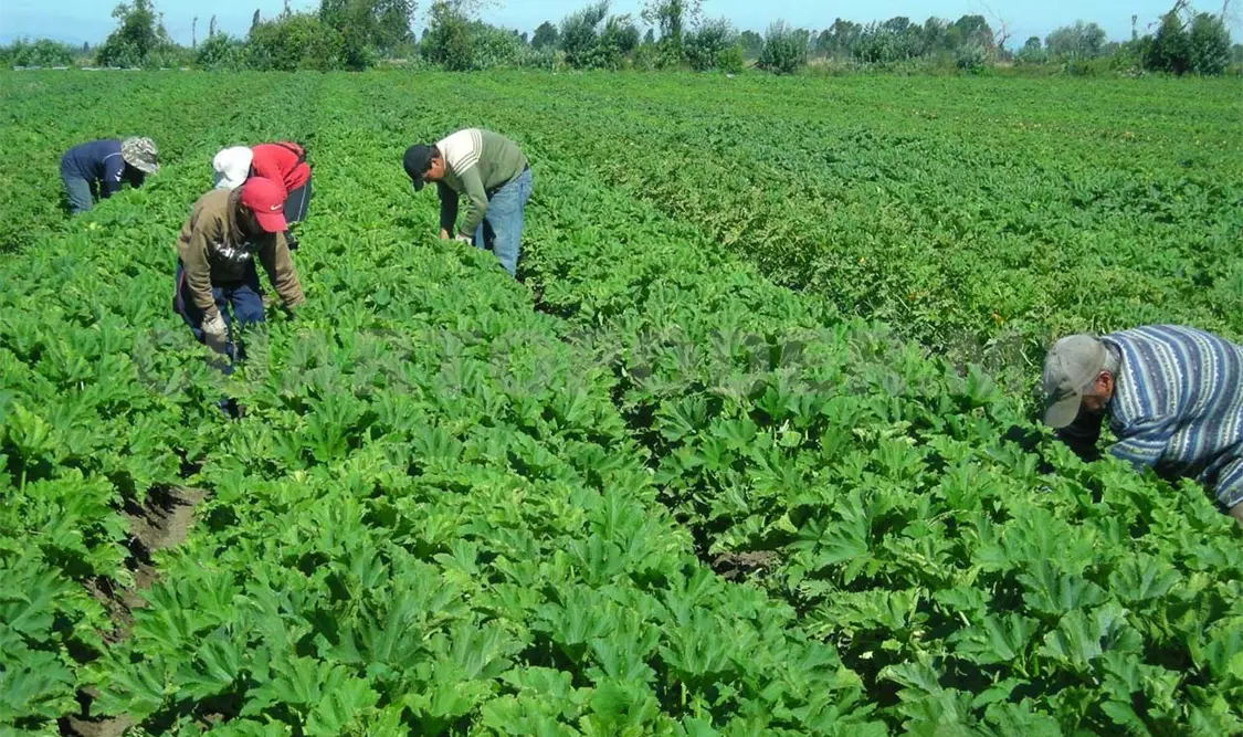 Se reforzará el trabajo en campo para generar una mayor cercanía con los productores. NTX