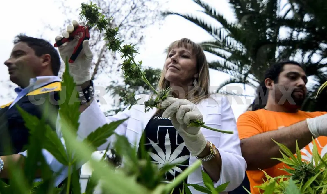 Iglesia, sin problema con uso de marihuana