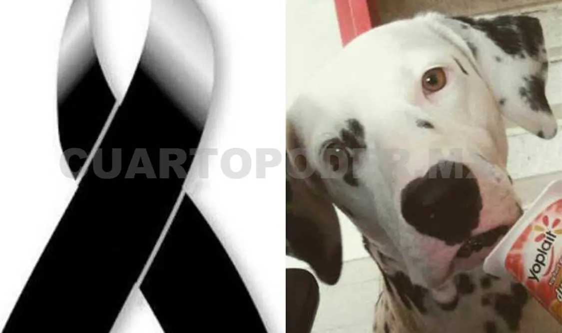 Lula, la mascota de guardia de los bomberos de la zona Oriente de Tuxtla.