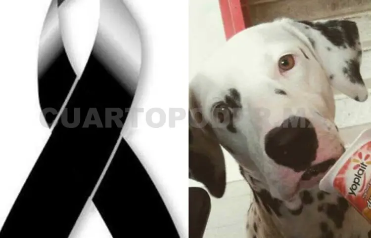Repartidor arrolla y mata a mascota de bomberos