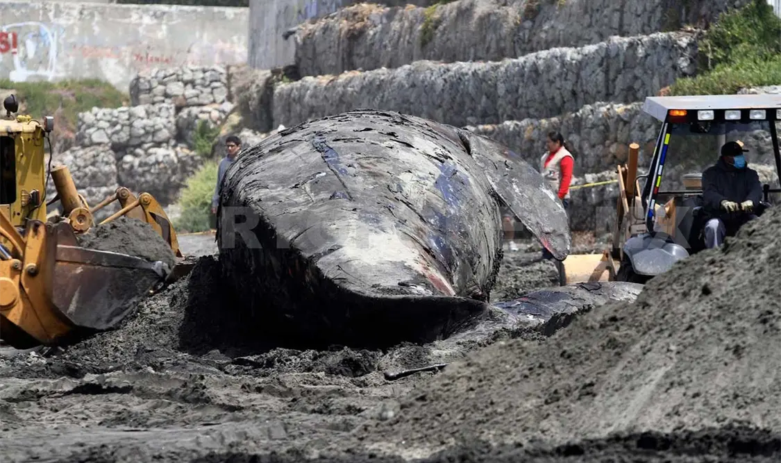 Atienden varamiento de ballena jorobada