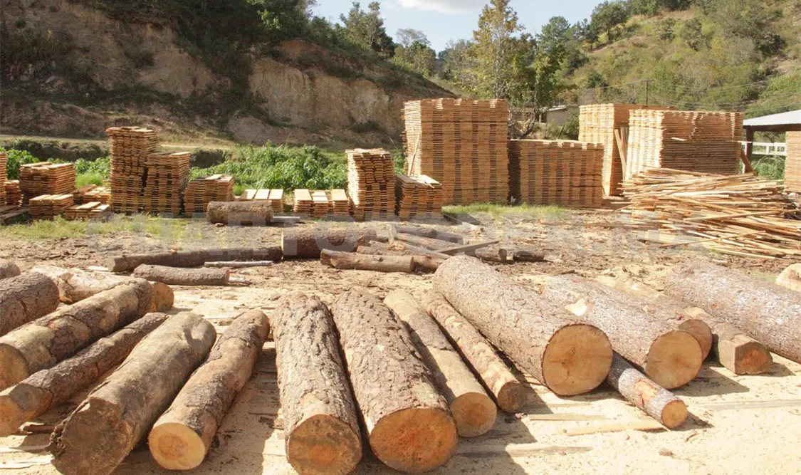 El aserradero tiene una capacidad instalada de 5 mil metros cúbicos anuales.