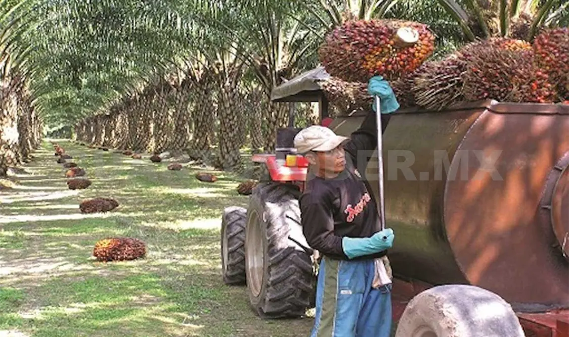 Garantizan apoyo a la industria de palma africana
