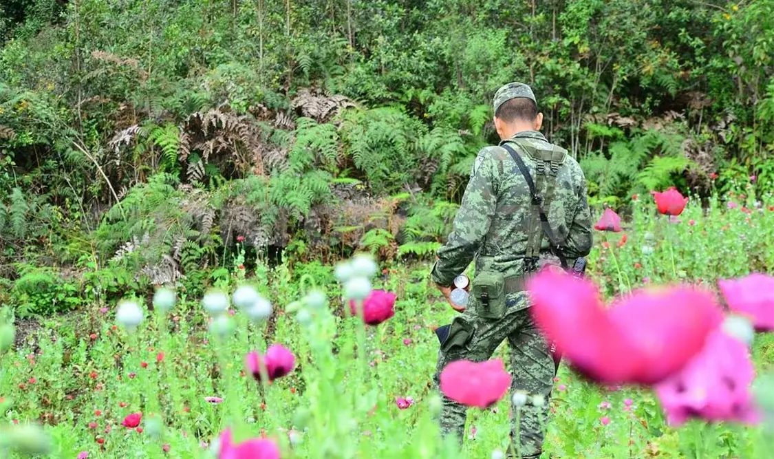 Detectan y destruyen cultivo de amapola