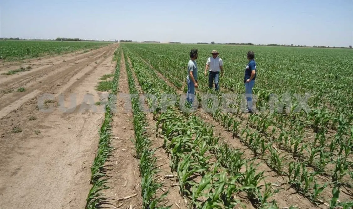 Prevén recuperación para pequeños productores