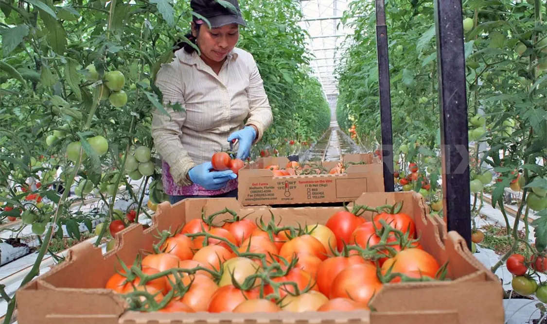 Impulsan viveros agrícolas en municipios indígenas