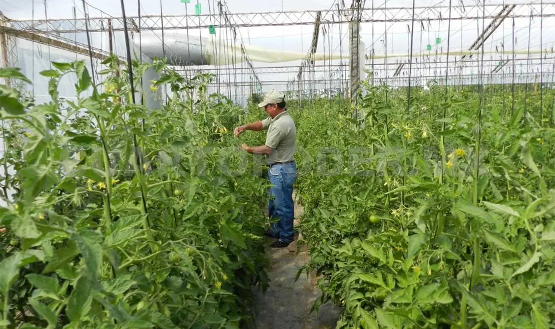 Mil mdp dispuestos para jóvenes del sector agropecuario