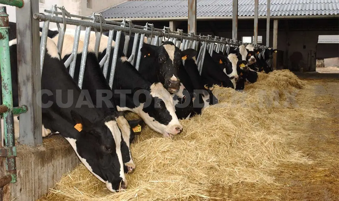 Alistan reservas de alimento ante sequía