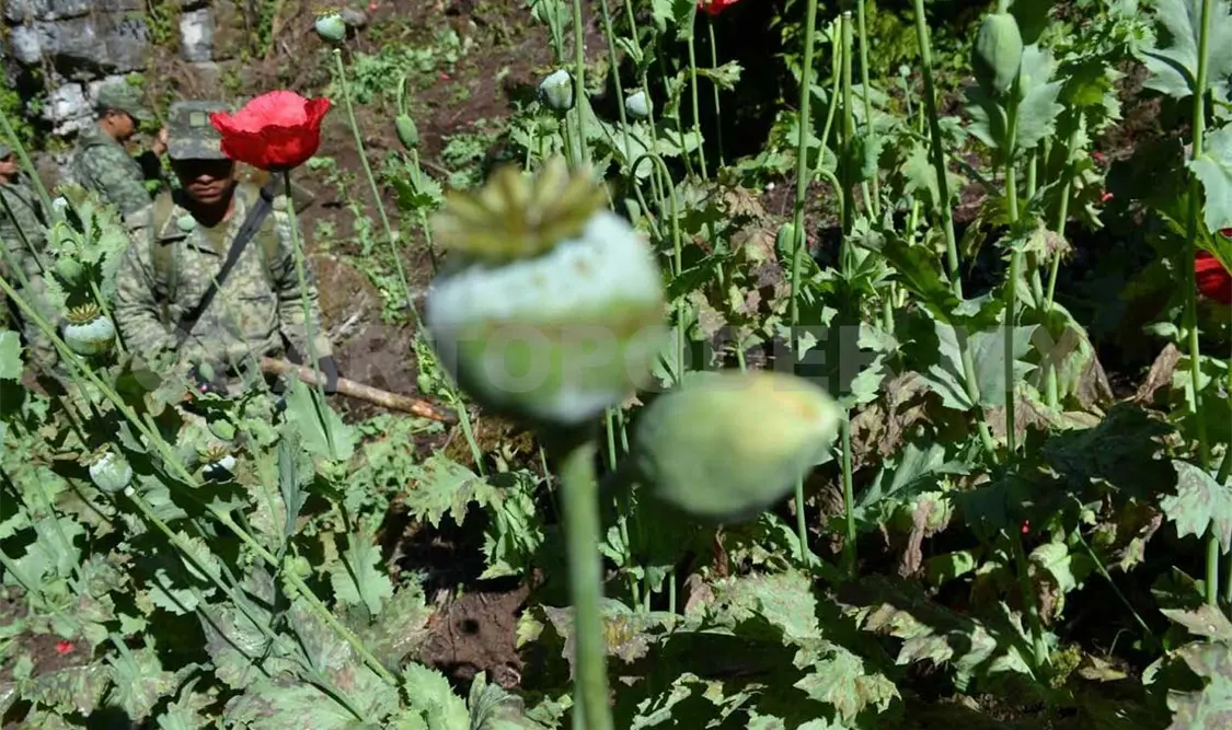 Destruyen otros 12 sembradíos de amapola