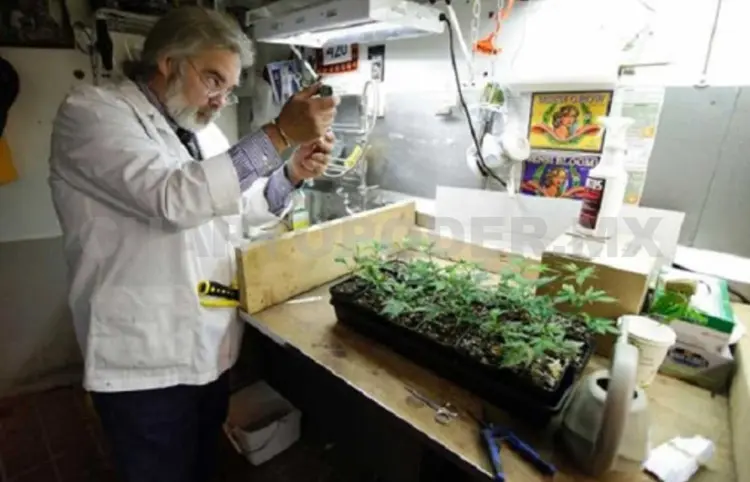 Foros sobre marihuana inician el 26 de enero